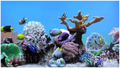 Get Genuine Marine Aquarium 3 KeyCode for Free | Tricks-Collections ...